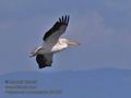 Pelecanus_onocrotalus_ra2559
