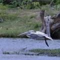 Pelecanus_philippensis_fe1314