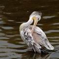 Pelecanus_rufescens_a5347