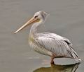 Pelecanus_rufescens_a5355