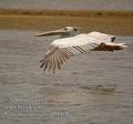 Pelecanus_rufescens_db8914