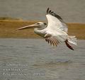 Pelecanus_rufescens_db8916