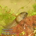 Pelobates_fuscus_e6267