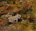 Pelophylax_perezi_pb048188