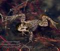 Pelophylax_perezi_pb048198