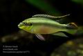 Pelvicachromis_pulcher_hc5771