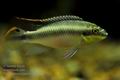 Pelvicachromis_pulcher_hc8366