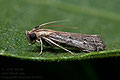 Pempeliella_sororiella_dz4666s