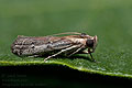Pempeliella_sororiella_dz4809s