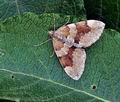 Pennithera_firmata_bu4658