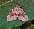 Pennithera_obeliscata_bu4655