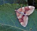 Pennithera_obeliscata_bu4658