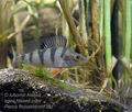 Perca_fluviatilis_m1381