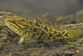 Perccottus_glenii_pa081073s