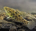 Perccottus_glenii_pa081109s