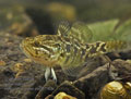 Perccottus_glenii_pa081163s