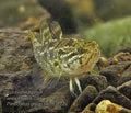 Perccottus_glenii_pa081172s
