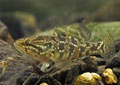 Perccottus_glenii_pa081181s