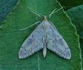 Perinephela_lancealis_hz8808