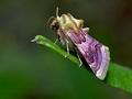 Periphanes_delphinii_j8690s
