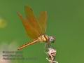 Perithemis_domitia_p4031891