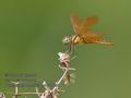 Perithemis_domitia_p4031892