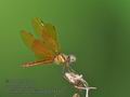 Perithemis_domitia_p4031935