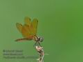 Perithemis_domitia_p4032004