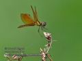 Perithemis_domitia_p4032020