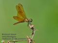 Perithemis_domitia_p4032041