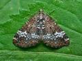 Perizoma_alchemillata_cm8640s