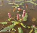 Persicaria_amphibia_a3059