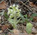 Petasites_albus_aa4243