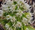 Petasites_albus_bj1694