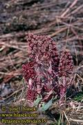 Petasites_hybrida_635