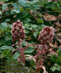 Petasites_hybrida_636