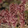 Petasites_hybridus_ag8208