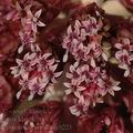Petasites_hybridus_ag8223