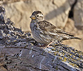 Petronia_petronia_pi1190