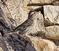 Petronia_petronia_pi1237