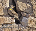 Petronia_petronia_pi1246