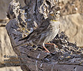 Petronia_petronia_pi1251