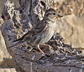 Petronia_petronia_pi1253