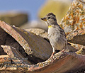 Petronia_petronia_pi1934