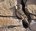 Petronia_petronia_pi1963