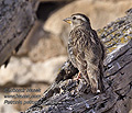 Petronia_petronia_pi1988