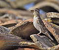 Petronia_petronia_pi2053