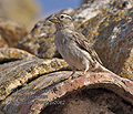 Petronia_petronia_pi2062