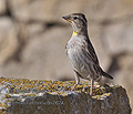 Petronia_petronia_pi2624