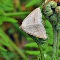 Petrophora_chlorosata_bg0872